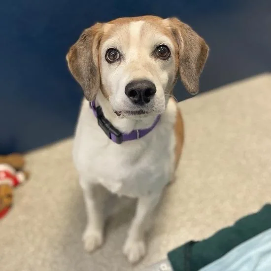 A senior medium-sized male Mixed Breed dog named Barkley for adoption in Washington Township, OH