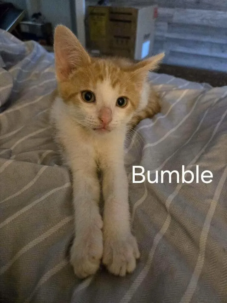 Bumble thumbnail 3