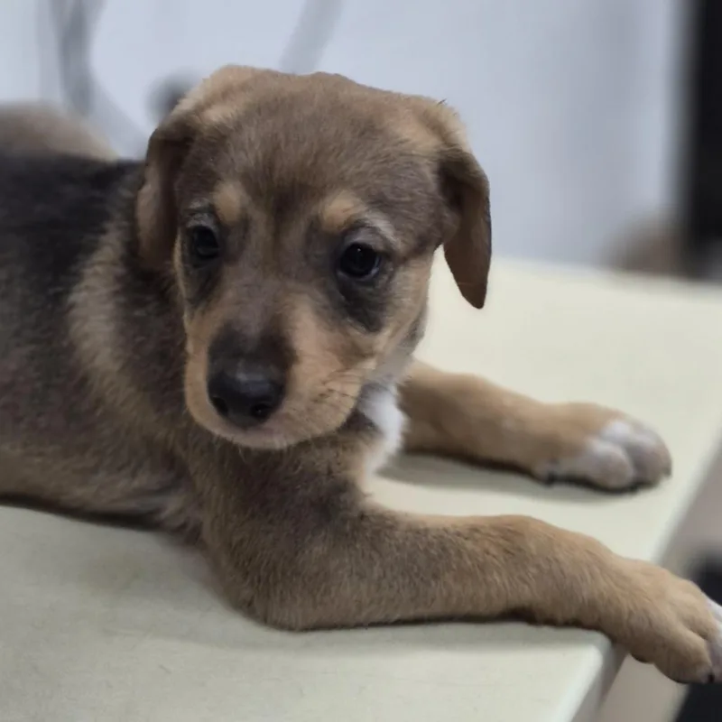 A baby small-sized female Brown / Chocolate Mixed Breed dog named Lila for adoption in Ardmore, OK