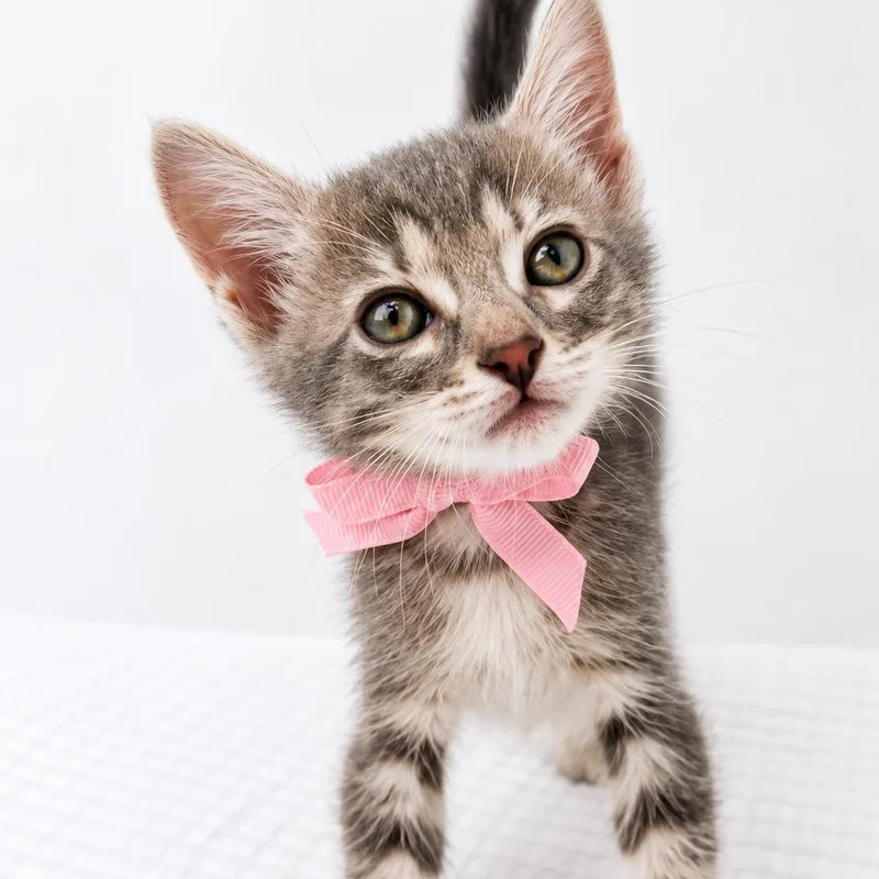 A baby small-sized female Gray / Blue / Silver Domestic Short Hair cat named Peanut for adoption in Yucca Valley, CA
