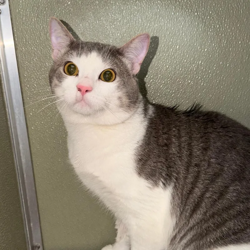 An adult small-sized male Gray / Blue / Silver Domestic Short Hair cat named Coco for adoption in Deerfield, IL