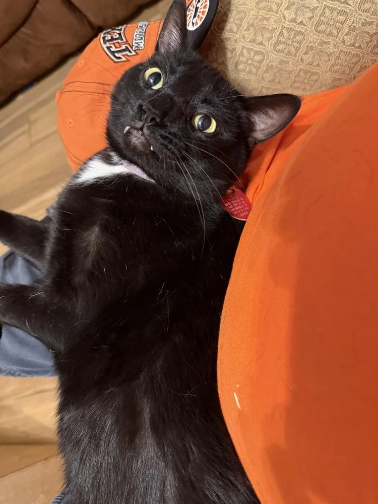 An adult medium-sized male Domestic Short Hair cat named Squeaky for adoption in Plumerville, AR