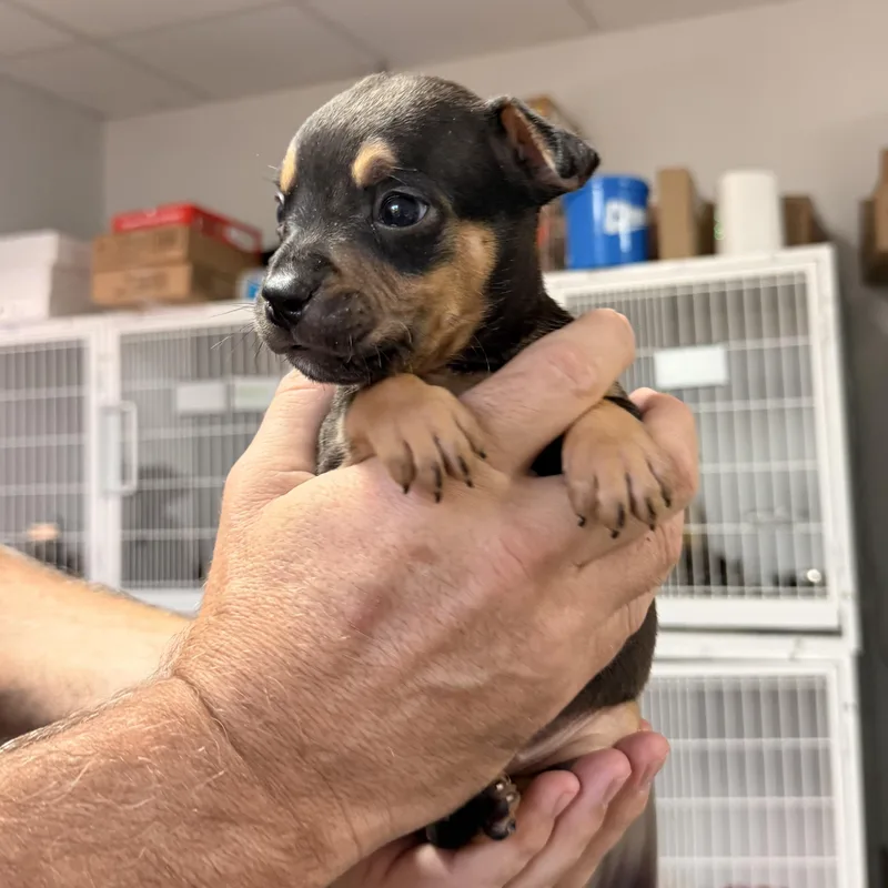 A baby medium-sized male Black Pit Bull Terrier dog named Sicily for adoption in Columbia, SC