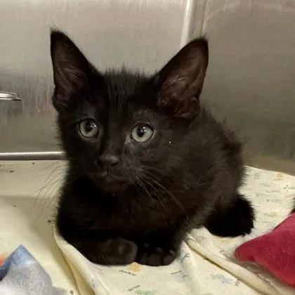 A baby small-sized male Domestic Short Hair cat named Shadow for adoption in Wheaton, IL