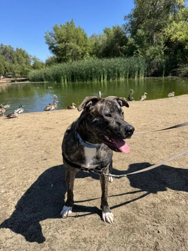 A young large-sized female Mastiff dog named Astrid for adoption in Escondido, CA