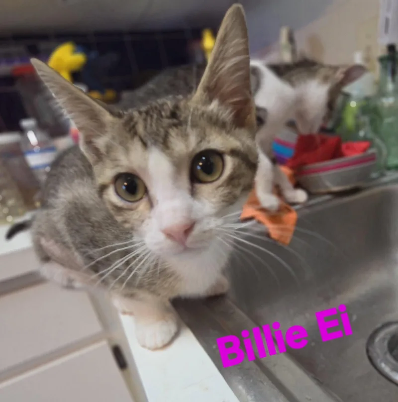 A young medium-sized female Domestic Short Hair cat named Billie Ei for adoption in Longwood, FL