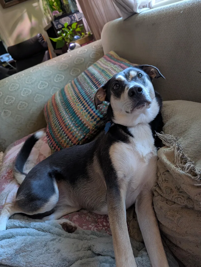 An adult large-sized female Black Mixed Breed dog named Leia for adoption in Fredericksburg, VA