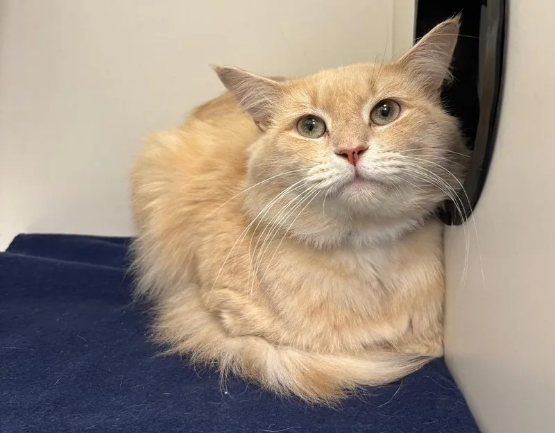 An adult medium-sized male Domestic Long Hair cat named Eeyore for adoption in Frankfort, KY