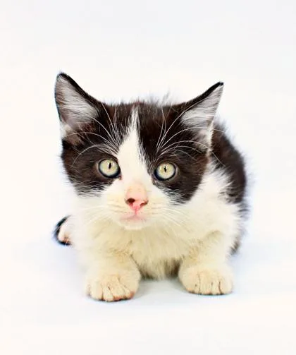 A baby small-sized male Domestic Long Hair cat named Cider for adoption in Morton Grove, IL