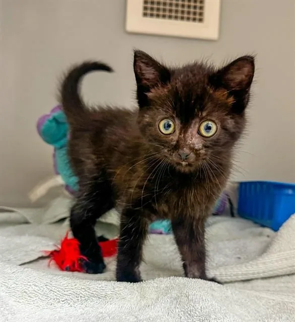 A baby small-sized male Domestic Short Hair cat named Frisky for adoption in Statesville, NC