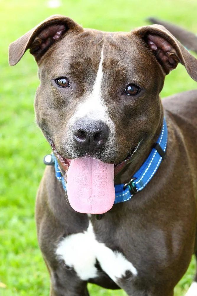 An adult large-sized female Tricolor (Brown, Black, & White) Pit Bull Terrier dog named Daisy Leah for adoption in Evansville, IN