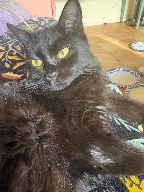 A young small-sized female Black Domestic Medium Hair cat named Blondie for adoption in Santa Cruz, CA