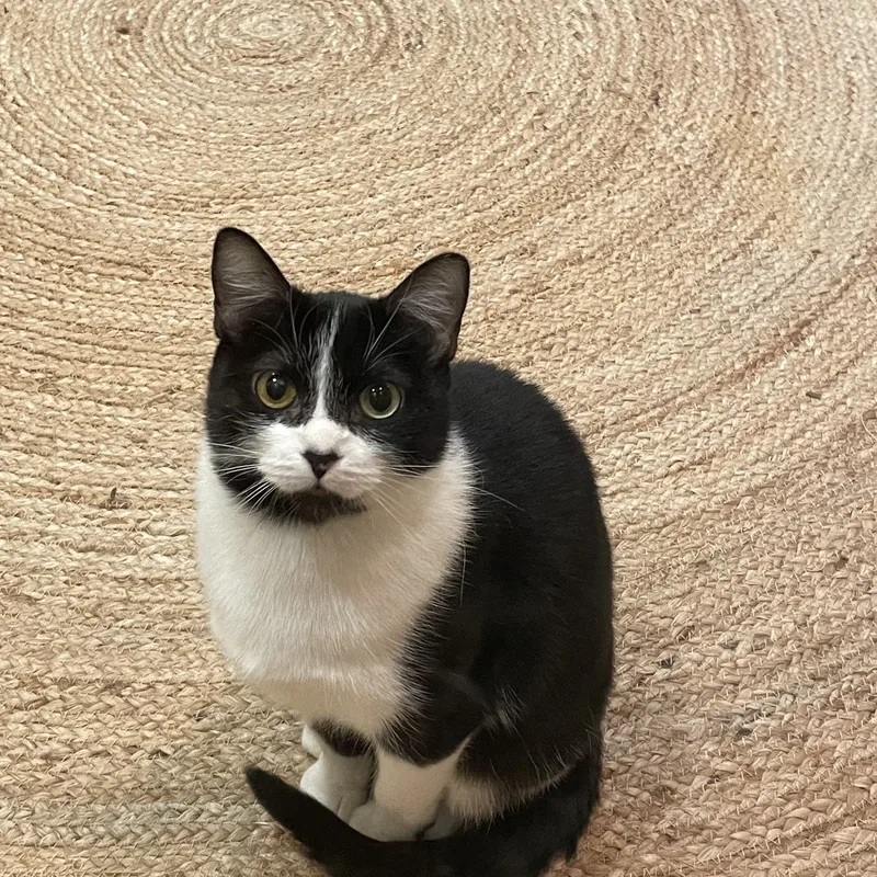 The Coquette Cat! thumbnail 2