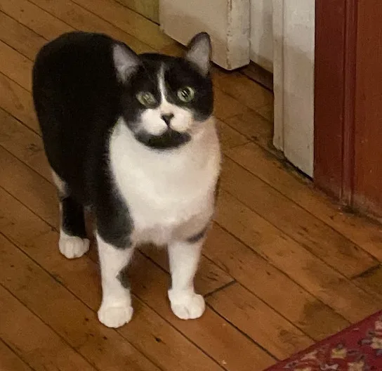 The Coquette Cat! thumbnail 3