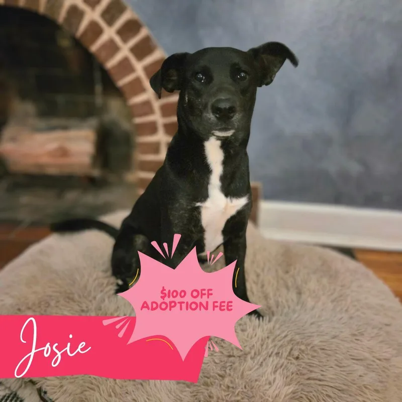 Josie thumbnail 2