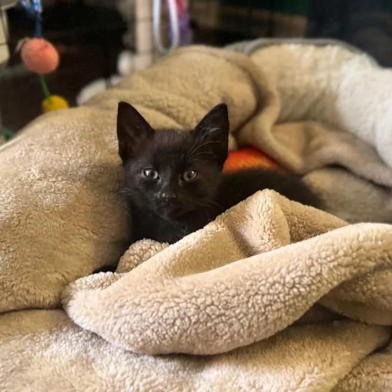 A baby small-sized male Black Domestic Short Hair cat named Starling for adoption in Huntsville, AL
