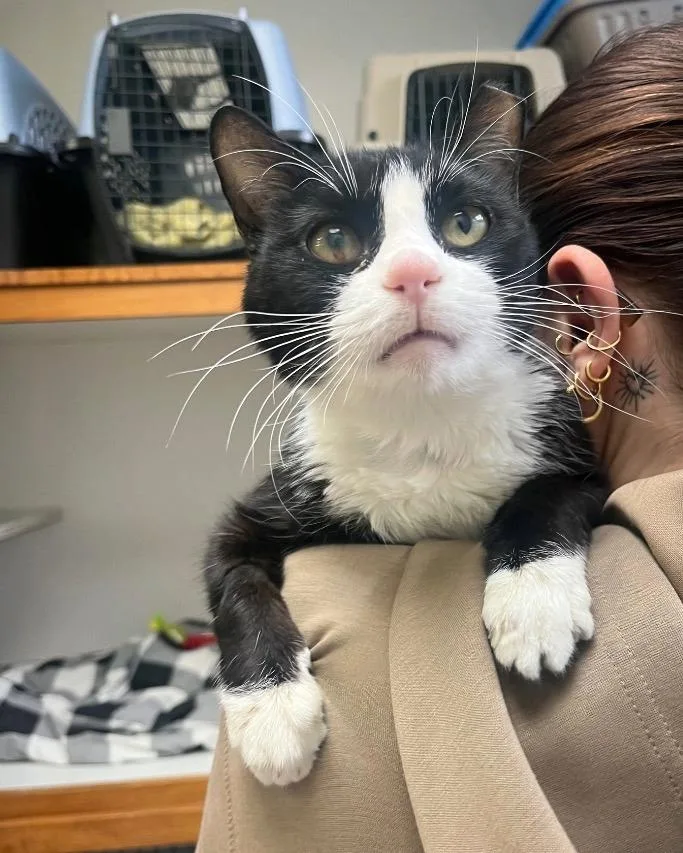 A young small-sized male Domestic Short Hair cat named Sterling for adoption in Tulsa, OK