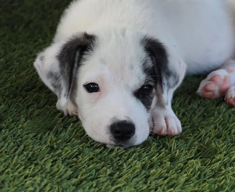 A baby medium-sized male Dalmatian dog named Alex for adoption in Southlake, TX