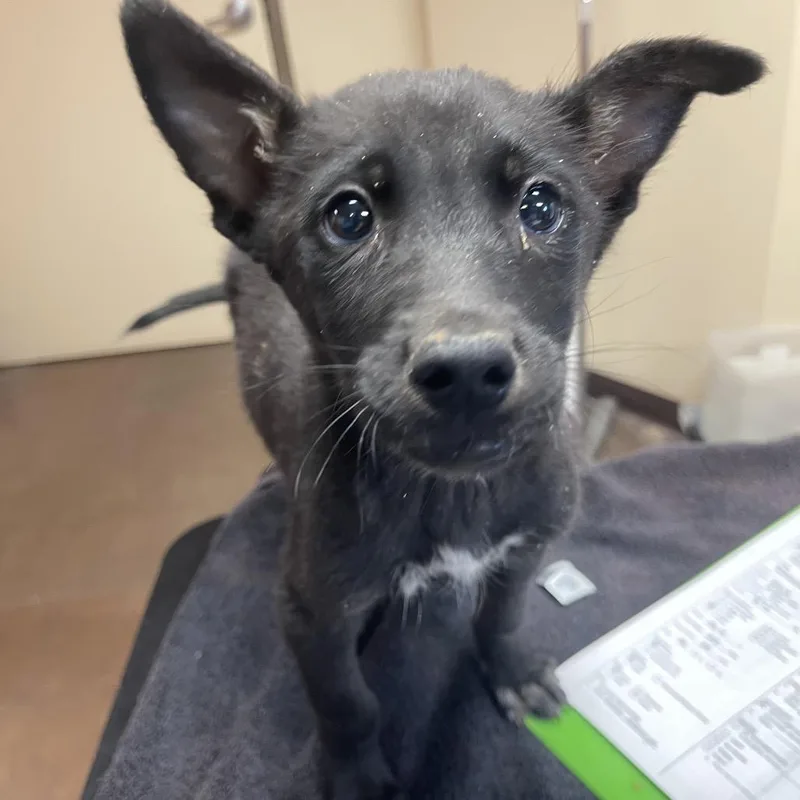 A baby small-sized male Black Mixed Breed dog named Bolt for adoption in Flagstaff, AZ
