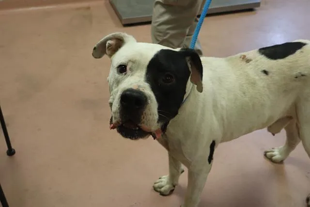 An adult large-sized male Mixed Breed dog named Pitstop for adoption in Columbia, SC