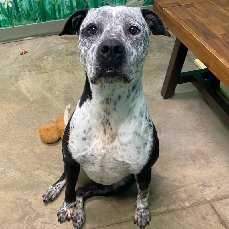 Beau