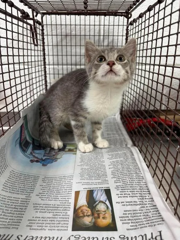 A baby small-sized female Domestic Short Hair cat named Zaria for adoption in Morristown, TN