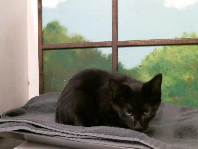 A baby small-sized male Domestic Short Hair cat named Howl for adoption in Houston, TX