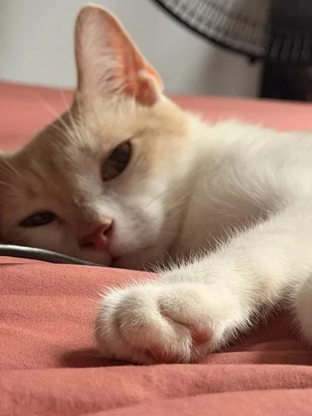 A young medium-sized male Domestic Short Hair cat named Nicky for adoption in Ridgewood, NY