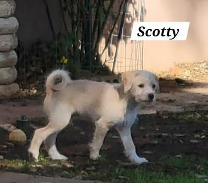 A baby medium-sized male Chihuahua dog named Scotty for adoption in Morton Grove, IL