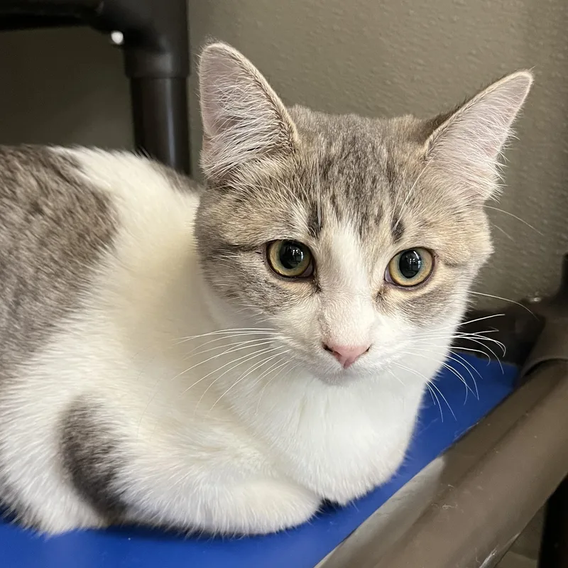 A young medium-sized female Gray & White Domestic Short Hair cat named Cayenne for adoption in Mount Pleasant, MI
