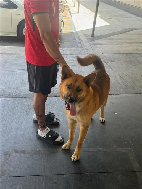 A young large-sized male German Shepherd Dog dog named Rocky for adoption in Los Angeles, CA