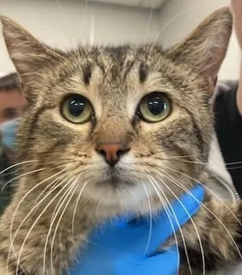 An adult large-sized male Domestic Short Hair cat named Sergeant Snickerdoodle for adoption in Lafayette, IN