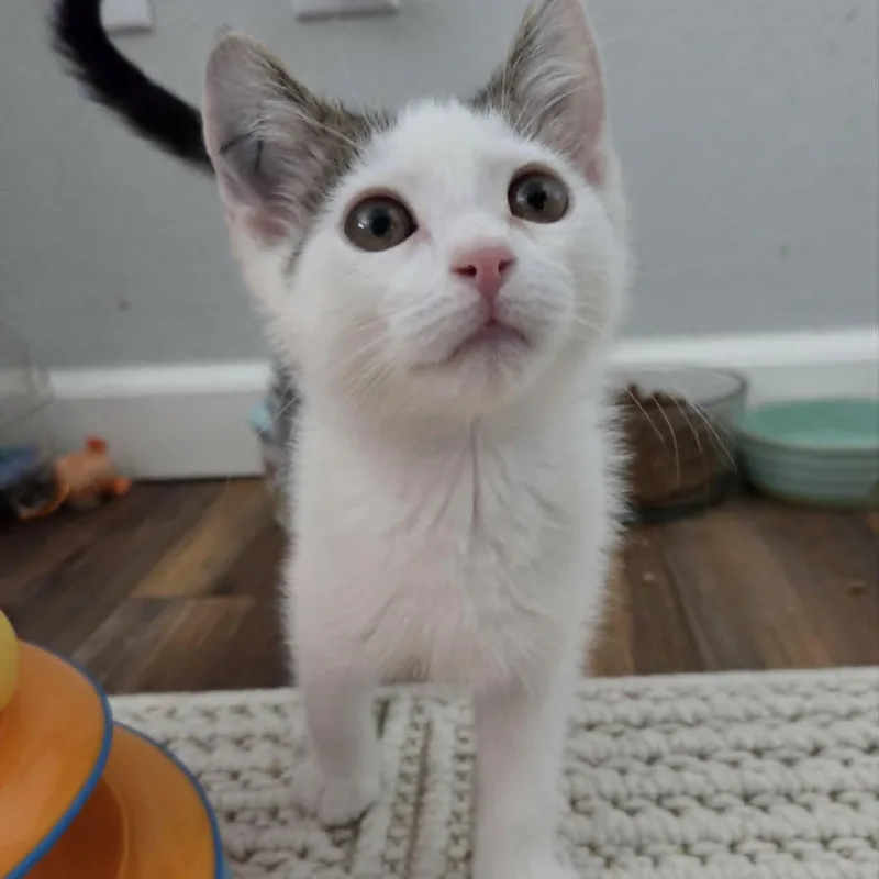 A baby medium-sized male White Domestic Short Hair cat named Baymax for adoption in Loveland, CO