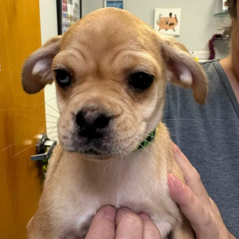 A baby small-sized female Yellow / Tan / Blond / Fawn Australian Shepherd dog named Mary Hocus Pocus for adoption in Allen, TX