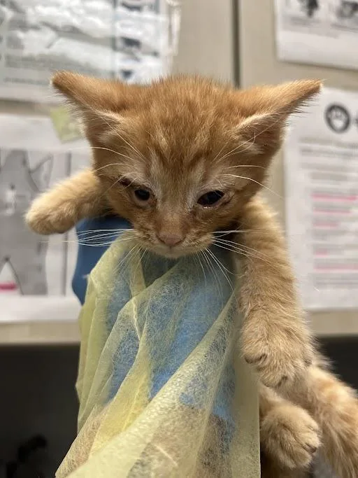 A baby small-sized male Domestic Short Hair cat named Henry for adoption in Las Vegas, NV