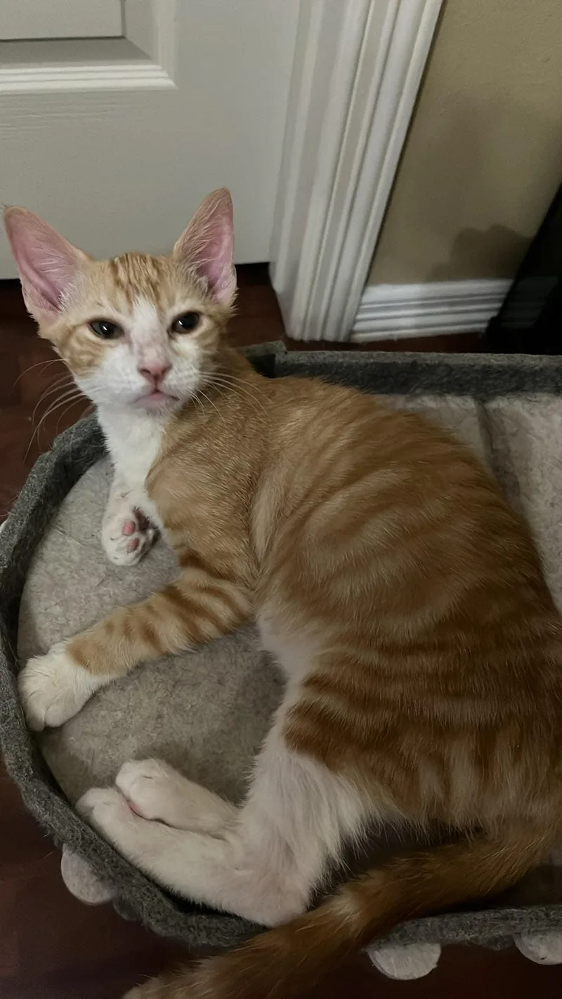 Tangerinehabenero thumbnail 2