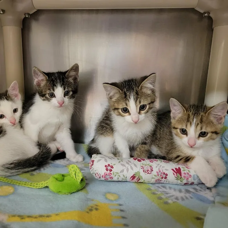 A baby small-sized female Brown / Chocolate Domestic Short Hair cat named Highlighter for adoption in Columbia, MO