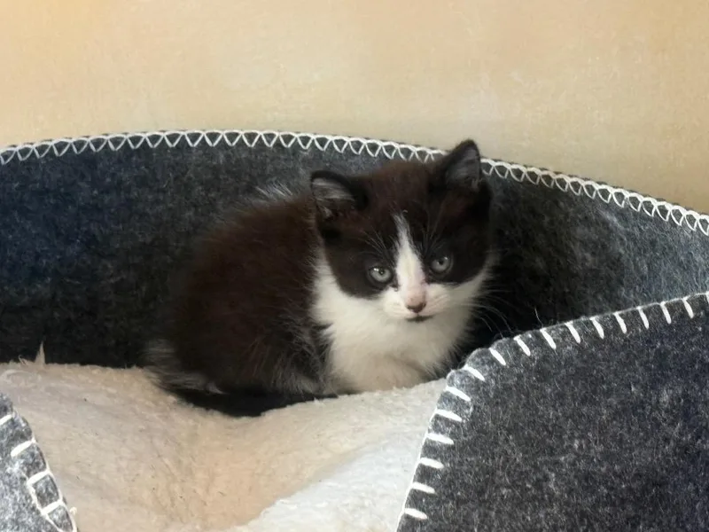 A baby small-sized female Domestic Short Hair cat named Meeny for adoption in Brainardsville, NY