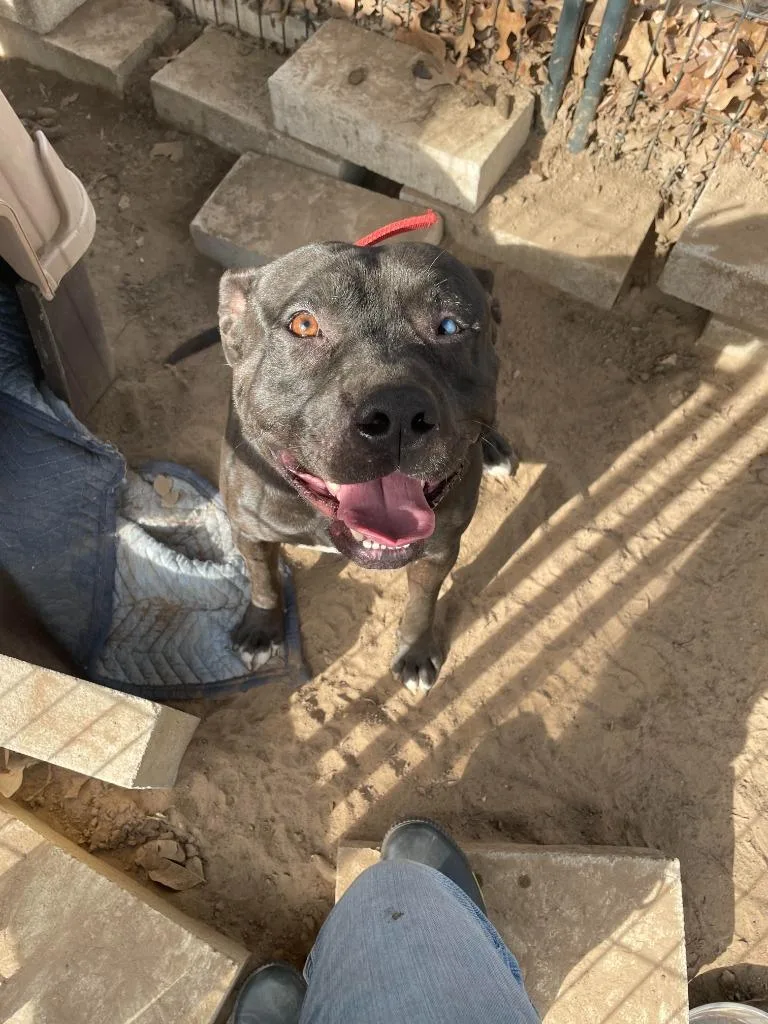 A young medium-sized male American Staffordshire Terrier dog named Atlas for adoption in Richland Hills, TX