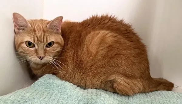 A senior medium-sized female Domestic Short Hair cat named Pumpkin for adoption in Staten Island, NY