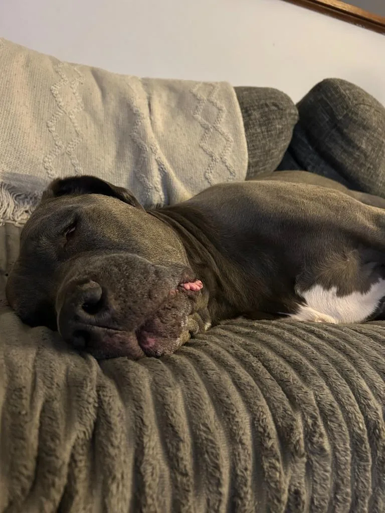 A senior large-sized male Pit Bull Terrier dog named Gravy for adoption in Salt Lake City, UT