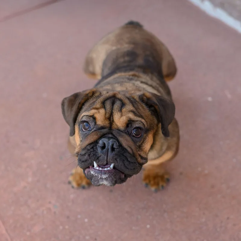 A baby medium-sized female English Bulldog dog named Fiona for adoption in Hamilton, NJ