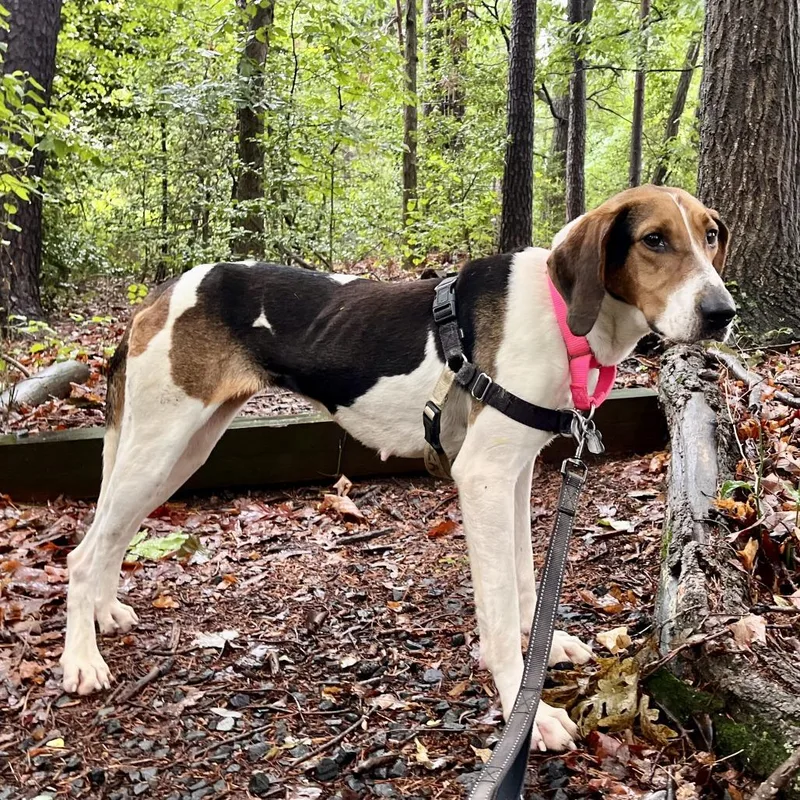 An adult medium-sized female White / Cream Hound dog named Ann for adoption in Falls Church, VA