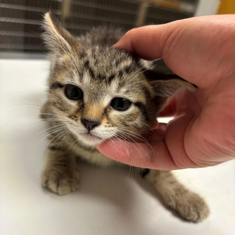 A baby small-sized female Brown / Chocolate Domestic Short Hair cat named Scribble for adoption in Ottawa, KS