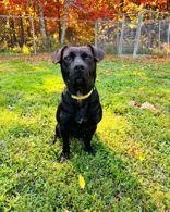 An adult medium-sized male Black Mixed Breed dog named Rugar for adoption in Skowhegan, ME