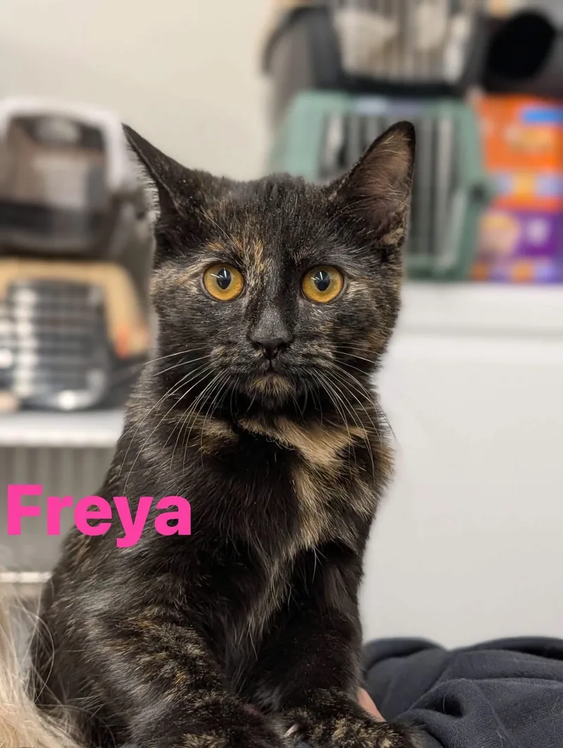 A young medium-sized female Domestic Short Hair cat named Freya for adoption in Cowlesville, NY