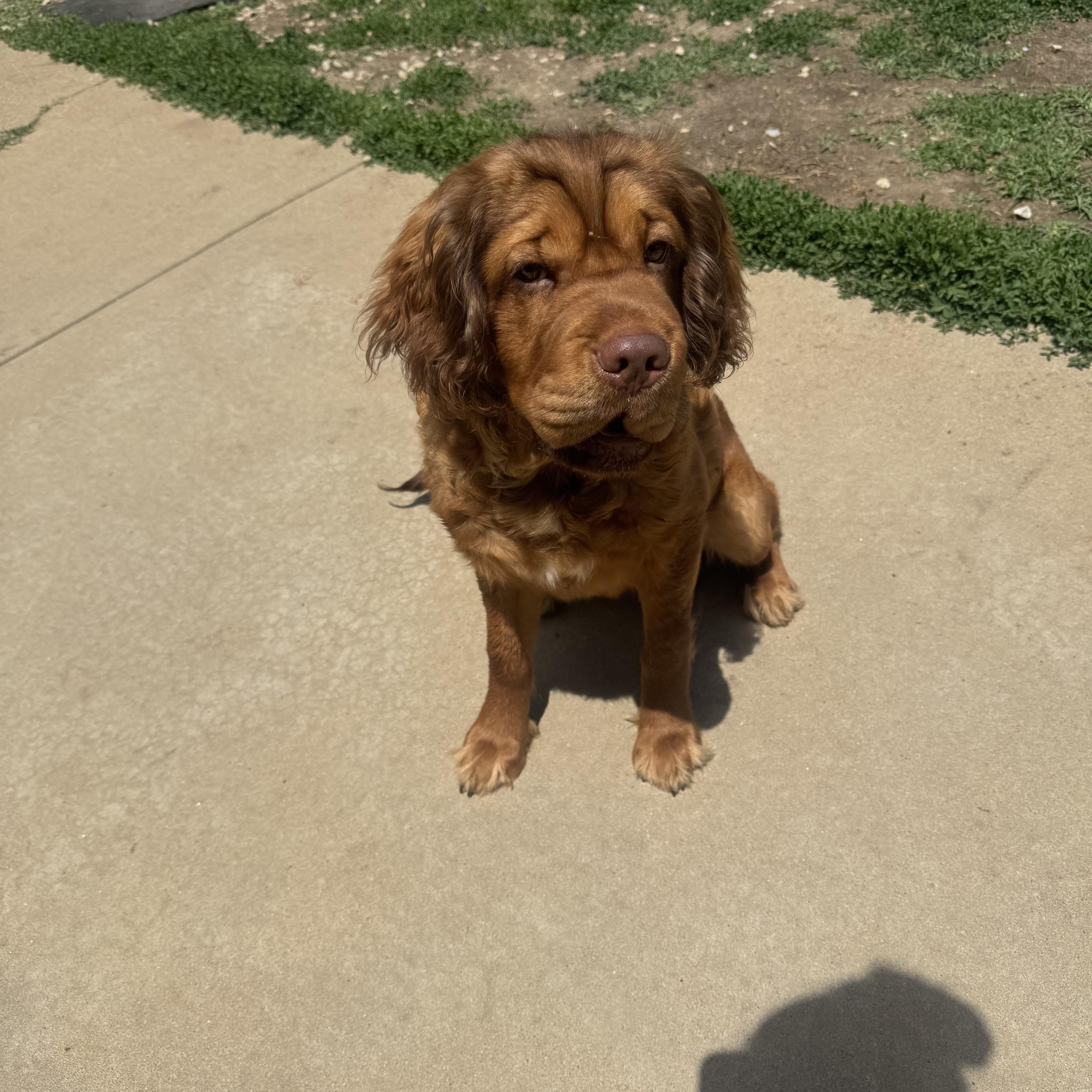 A young medium-sized male Shar-Pei dog named Shika for adoption in North Canton, OH