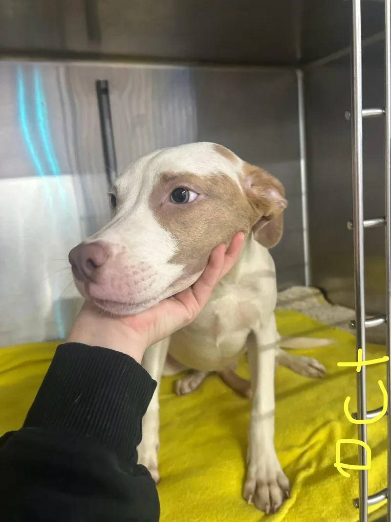 A young medium-sized female White / Cream Mixed Breed dog named Octavia for adoption in Allegan, MI