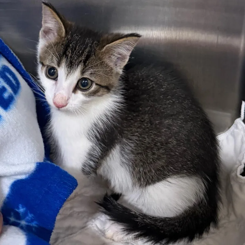 A baby small-sized male Brown / Chocolate Domestic Short Hair cat named Rory for adoption in Wadena, MN