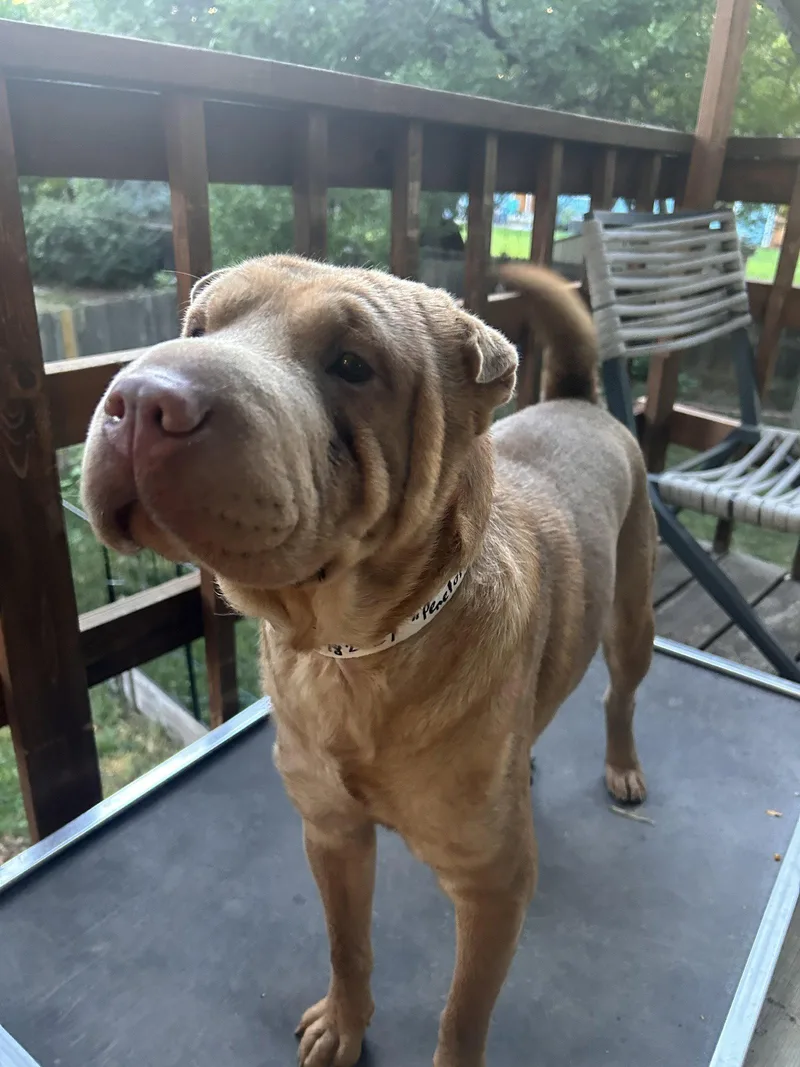 A young medium-sized female Shar-Pei dog named Penelope for adoption in Lake Forest, CA
